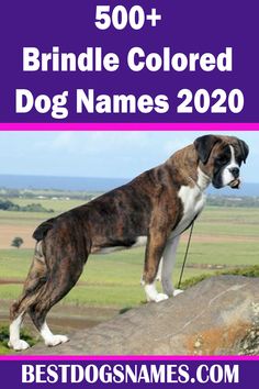 a brown and white dog standing on top of a rock with the words brindle colored dog names 2020