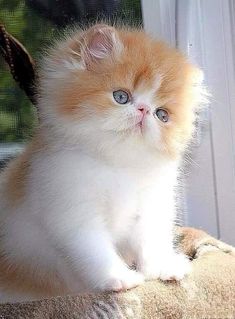 an orange and white kitten sitting on top of a cat tree looking out the window