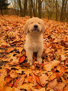 a puppy sitting on top of leaves in the middle of a forest filled with trees