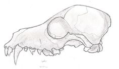 a drawing of a large animal skull