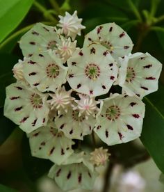 white flowers with red and black spots on them