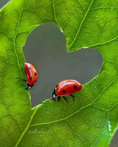 two ladybugs sitting on top of a green leaf