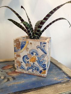 a potted plant sitting on top of a blue table next to a white wall