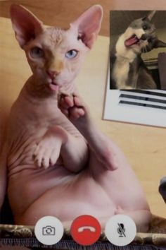 Hilarious Set Of Photos Where Cats Gets Kinky Via Zoom Cute Animal Photos, Cat Gif