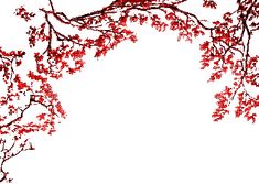 red leaves are on the branches of a tree in front of a white background with space for text