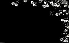 white flowers and butterflies on a black background