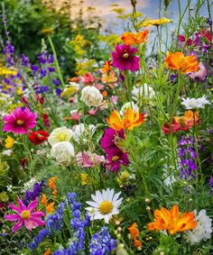 an assortment of wildflowers and other flowers in a garden