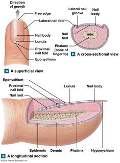 The structure of a nail. Nail Anatomy, Nail Tech School, Skin Anatomy, Nail Courses, Nail Techniques, Human Anatomy And Physiology, Nail Pictures, School Nails, Body Anatomy