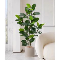 a potted plant sitting on top of a white floor next to a chair and window