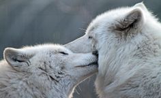 two white wolfs are kissing each other