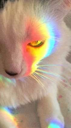 a white cat with multicolored eyes laying down