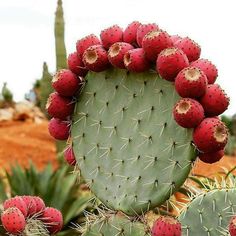 a cactus with red fruit on it's back and the caption in spanish