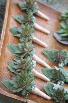 several succulents are arranged on a wooden tray