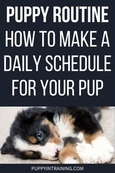 a puppy laying down on the floor with text overlay saying how to make a daily schedule for your pup