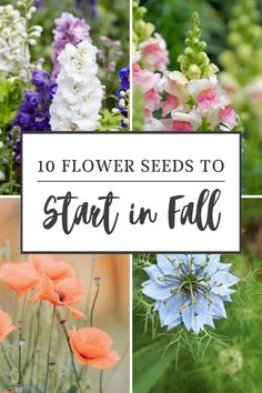 flowers with the words 10 flower seeds to start in fall