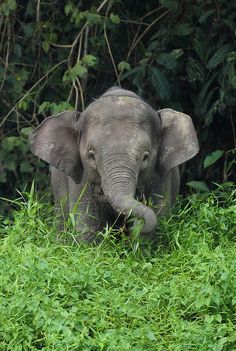 an elephant is sitting in the grass with its trunk up and it's eyes closed