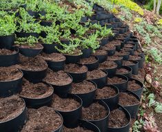 rows of pots filled with dirt and plants