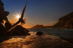 a bird flying over the ocean at sunset