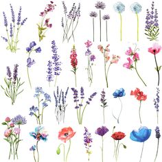 an assortment of flowers and plants painted in watercolor