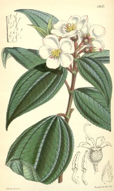 an illustration of a flower with green leaves and white flowers on the top of it