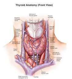 the anatomy of the human body and its major organs, including the thorid artery