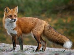 a red fox standing on top of a forest floor