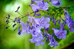 purple flowers with green leaves in the background