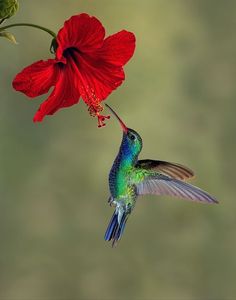 a hummingbird flying towards a red flower with its beak open and it's wings wide open