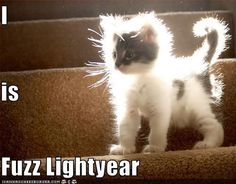 a small kitten standing on top of a brown carpeted stair case with its front paws in the air