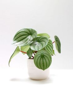 a potted plant with green leaves in it