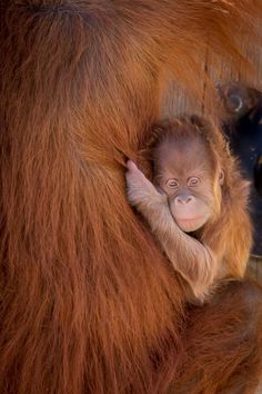 a baby oranguel is curled up in its mother's arms and looks at the camera