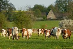 a herd of cows grazing on a lush green field in front of a farm house