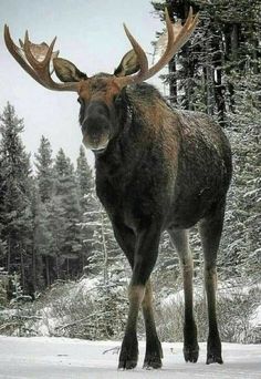 a large moose standing on top of snow covered ground