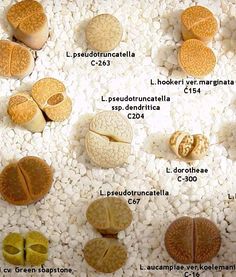 an image of different types of food on display