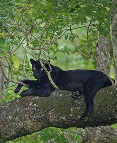 two black cats sitting on top of a tree branch