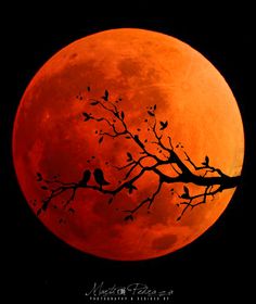 the full moon is shown with two birds perched on it's tree branches in front of an orange and black background