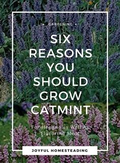 the cover of six reasons you should grow catmint