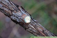 a piece of wood that has been grafted and is sitting on a tree branch