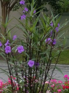 purple flowers are growing in a pot on the sidewalk