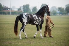 a man is walking with his horse in the field