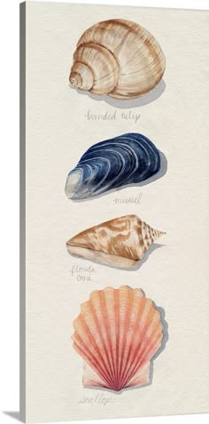 three seashells are shown in this watercolor painting