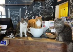 three cats sitting on top of a counter next to a coffee cup and saucer