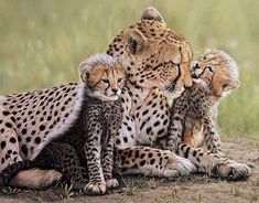 three cheetah cubs are huddled together in the grass, with one sitting on its back