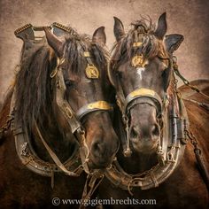 two brown horses standing next to each other with harnesses on their heads and bridles