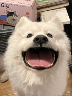 a white dog with it's mouth open sitting on the floor in front of a pile of books