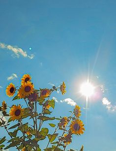 the sun shines brightly in the blue sky above some yellow and purple flowers on a sunny day