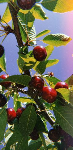 cherries growing on the branches of a tree with blue sky in the back ground