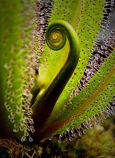 a green plant with water droplets on it's leaves