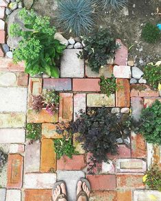 a person standing on top of a brick walkway next to green plants and dirt ground