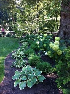 a garden with lots of green plants and trees